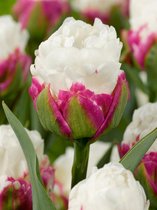 20x Tulpen 'Ice cream'  bloembollen met bloeigarantie