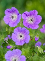 40x Geranium 'Geranium himalayense'  bloembollen met bloeigarantie