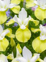 12x Iris 'Iris butter & sugar sibirica'  bloembollen met bloeigarantie