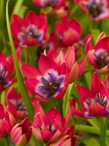 100x Tulpen 'Little beauty'  bloembollen met bloeigarantie