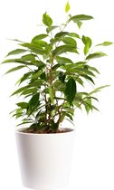 Plant in hydrocultuur systeem van Botanicly: Treurvijg met weinig onderhoud – in wit kleurig hydrocultuur sierpot – Hoogte: 35 cm – Ficus benjamina Anastasia