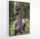 Canvas schilderij - Brown bear cubs climbs a tree. She-bear and cubs in the summer forest. Brown bear. Scientific name: Ursus arctos. Summer season, natural habitat. -  1248102997
