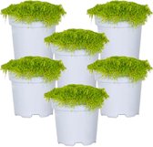 6 x Match & Moss ‘Pine Green’ - Buitenplant - Bodembedekker - ⌀13 cm - ↕10-15 cm