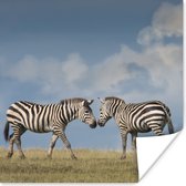 Poster Verliefde zebra's - 50x50 cm