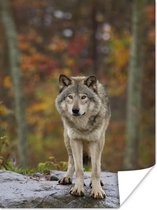 Poster Wolf - Steen - Bos - 30x40 cm