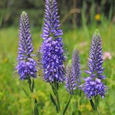 6x Veronica spicata - Aarereprijs - Pot 9x9 cm