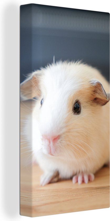 Tableau sur toile Bébé cochon d'Inde mignon - 40x80 cm - Décoration murale