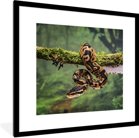Cadre photo avec affiche - Serpent - Branche - Forêt tropicale - 40x40 cm - Cadre pour affiche