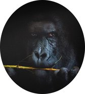 Gorilla met bamboe op zwarte achtergrond - Foto op Dibond - ⌀ 30 cm