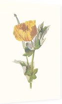 Gele Hoornpapaver (Yellow Horned Poppy) - Foto op Dibond - 40 x 60 cm