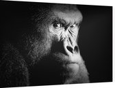 Silverback gorilla op zwarte achtergrond - Foto op Dibond - 60 x 40 cm