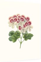 Geranium Aquarel (Pelargonium) - Foto op Dibond - 60 x 80 cm