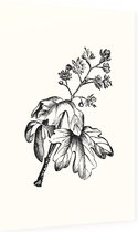 Esdoorn zwart-wit (Maple) - Foto op Dibond - 60 x 90 cm