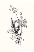 Moerasspirea zwart-wit (Meadow Sweet) - Foto op Dibond - 30 x 40 cm