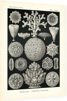 Maeandrina - Hexacoralla (Kunstformen der Natur), Ernst Haeckel - Foto op Dibond - 60 x 80 cm