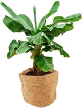 Musa Dwarf in plantenzak kurk | Bananenplant