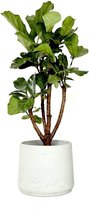 Ficus Lyrata vertakt in Rugged Patt wit | Vioolbladplant / Tabaksplant