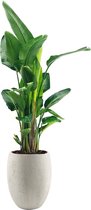 Strelitzia Nicolai XXL in Grigio Tall Balloon Concrete wIt | Paradijsvogelplant