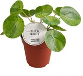 Pilea Peperomioides Mojito | Bonte pannenkoekplant