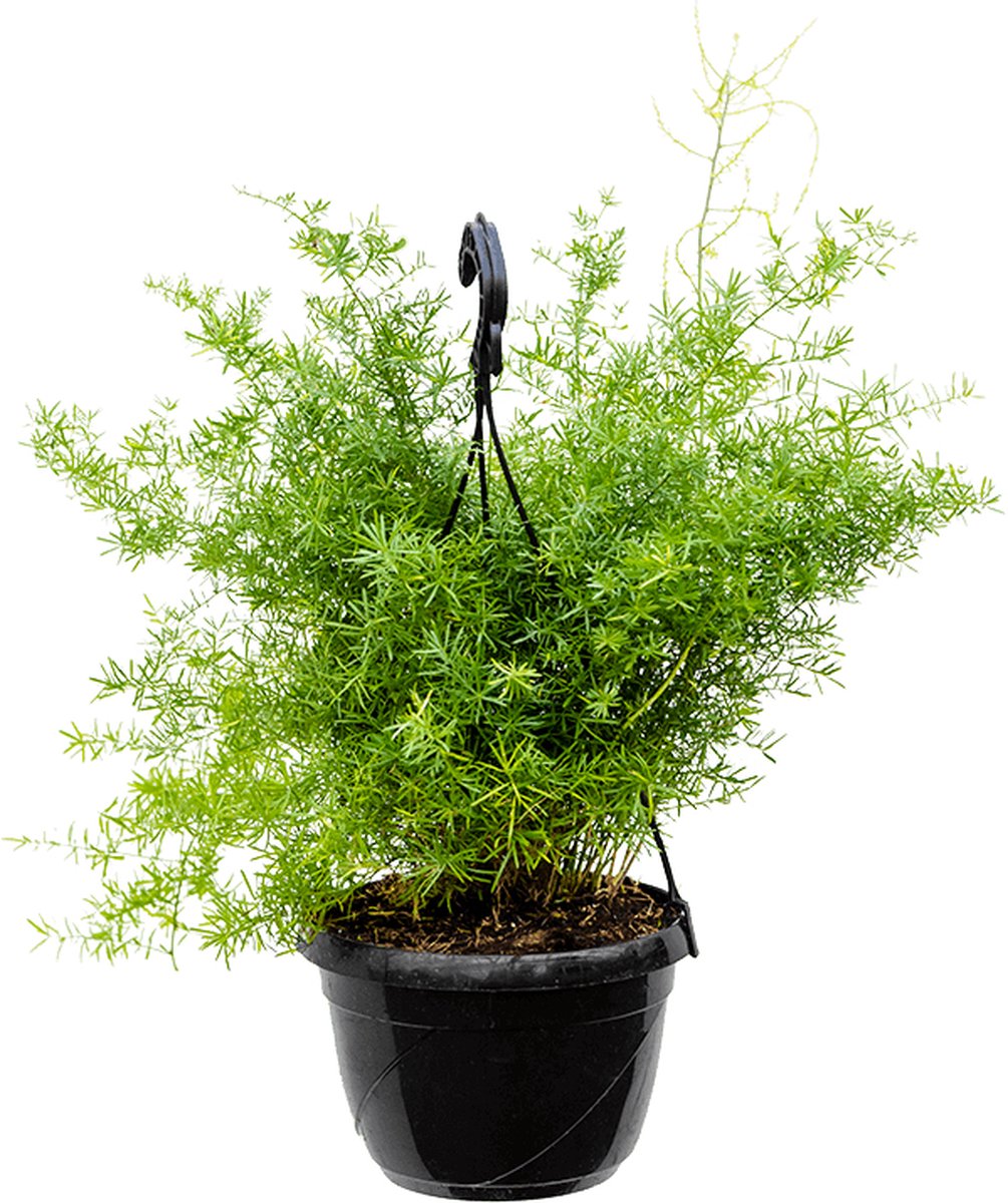 Asparagus sprengerii