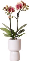 Kolibri Orchids | Geel rode Phalaenopsis orchidee - Spain + Trophy grijze sierpot - potmaat Ø9cm - 40cm hoog | bloeiende kamerplant - vers van de kweker