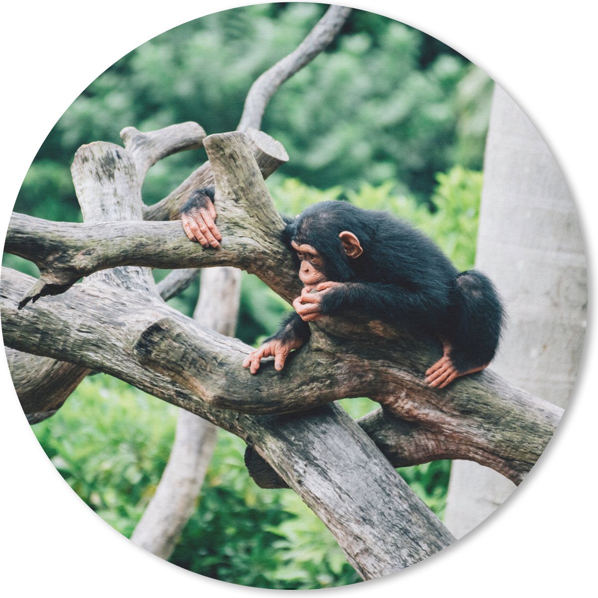 Muismat rond 30x30 cm - Mousepad Jonge chimpansee in de jungle - Ronde muismatten