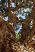 Jonge Kurkeikenboom | Quercus suber | 40-60cm hoogte