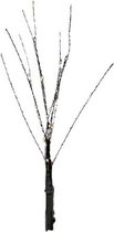 verlichting Boom 10 x 55 cm 40 led IP44 warm wit