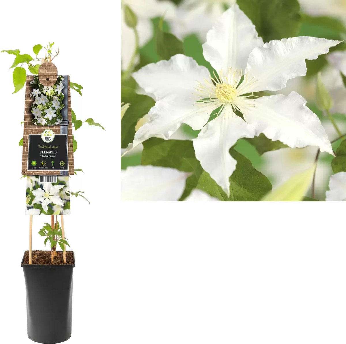 Klimplant Clematis Gladys Picard  - Witte Bosrank