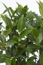 Bonsai van Botanicly – Treurvijg – Hoogte: 40 cm – Ficus Retusa Bonsai