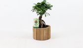 Bonsai van Botanicly – Ficus ginseng Bonsai – Hoogte: 25 cm