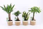 Kamerplanten van Botanicly – 4 × Amazone Mix – Hoogte: 30 cm