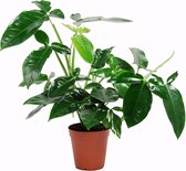 Syngonium podophyllum ‘Trileaf Wonder' ↨ 50cm - hoge kwaliteit planten