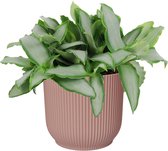 Murdannia loroformus ‘Bright Star’ in ELHO ® Vibes Fold Rond (delicaat roze) ↨ 20cm - hoge kwaliteit planten