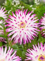 12x Dahlia 'Hayley jane' - BULBi® bloembollen en planten met bloeigarantie