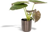 Alocasia Wentii Met pot - Olifantsoor - 65cm hoog , 19Ø - Kamerplant