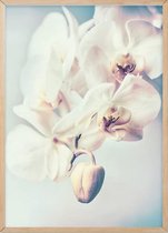 Poster Met Eiken Lijst - Orchideeën Bloemen Poster