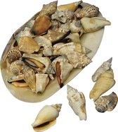 4x zakjes puntige decoratie schelpen in grote schelp 1-5 cm groot