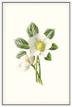 Nieskruid (Hellebore) - Foto op Akoestisch paneel - 100 x 150 cm