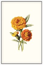 Goudsbloem (Marigold Whie) - Foto op Akoestisch paneel - 150 x 225 cm