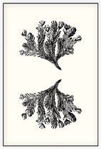 Minuartia Sedoides zwart-wit (Mossy Cyphel) - Foto op Akoestisch paneel - 80 x 120 cm