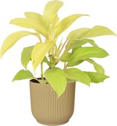 Philodendron Malay Gold in ELHO ® Vibes Fold Rond (botergeel) – ↨ 40cm – ⌀ 14cm