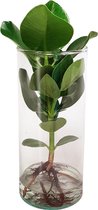 Kamerplant van Botanicly – Clusia incl. designe glas als set – Hoogte: 35 cm – Clusia