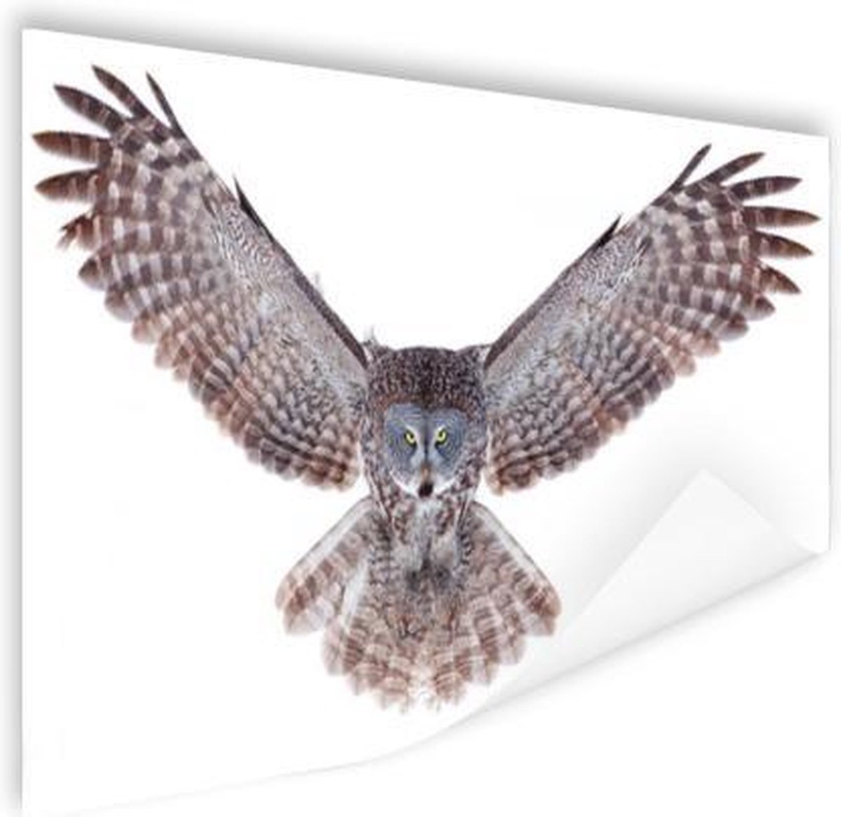 Poster Vliegende uil - 120x80 cm