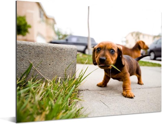 Bol Com Een Puppy Teckel Die Op Wat Gras Kauwt Aluminium 80x60 Cm Foto Print Op Aluminium