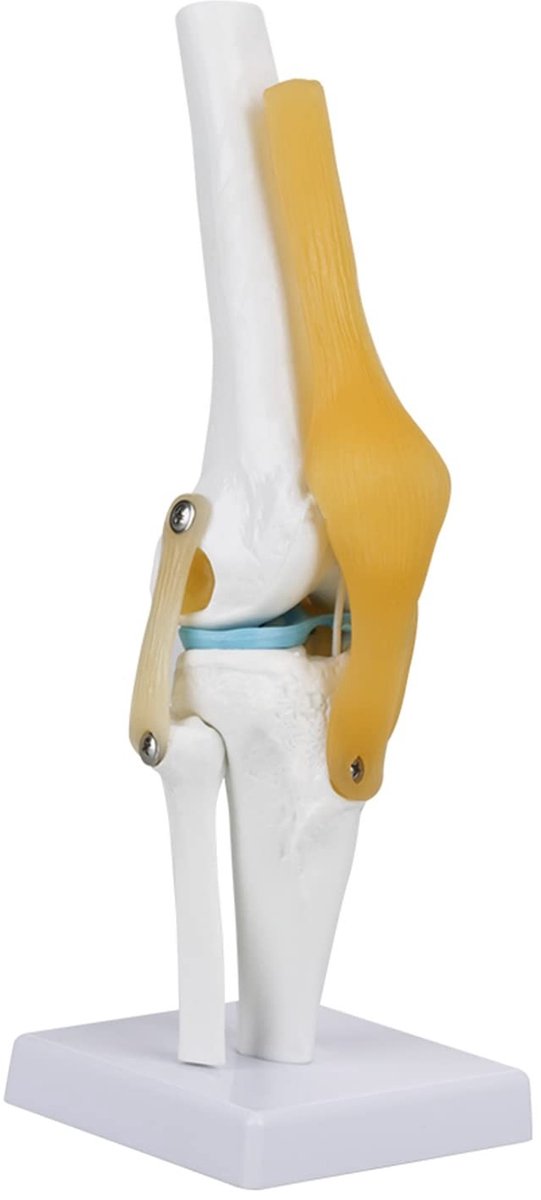 Dailygoods- Kniegewrichtsmodel Levensgroot - Menselijk Ligamentmodel - Anatomie Model - Skelet Anatomie Studie - Buigen/Strekken Simulatie - Delen van Dijbeen/Scheenbeen - Anatomisch Model