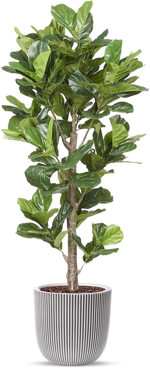 HTT Decorations Kunstplant Ficus Lyrata in planter ball Groove ivoor H210 cm