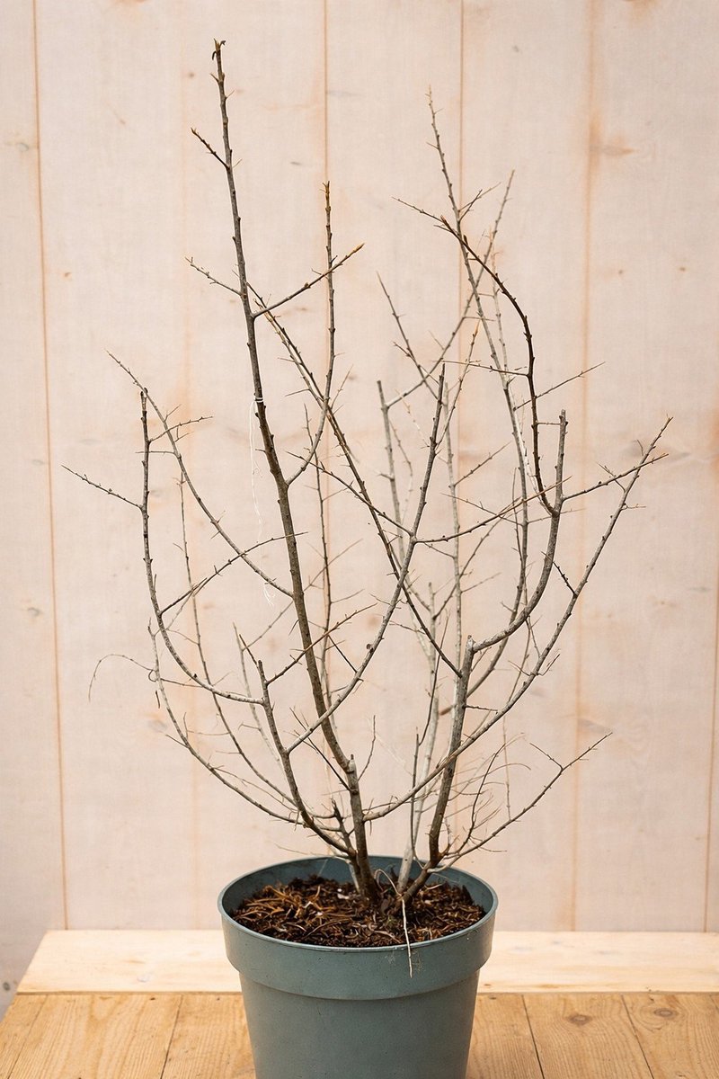 Warentuin natuurlijk - Duindoorn Hippophae rhamnoides Leikora 110 cm