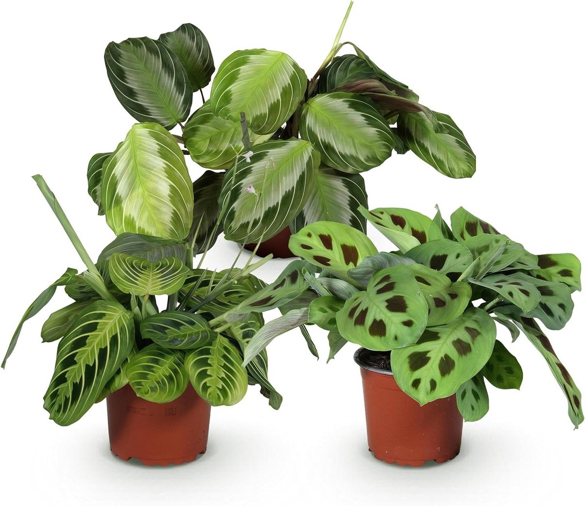 Kamerplant Mix - Gebedsplant - Interieur Verfraaien - Huisdiervriendelijk - 3 Planten Pot 12cm - Groen