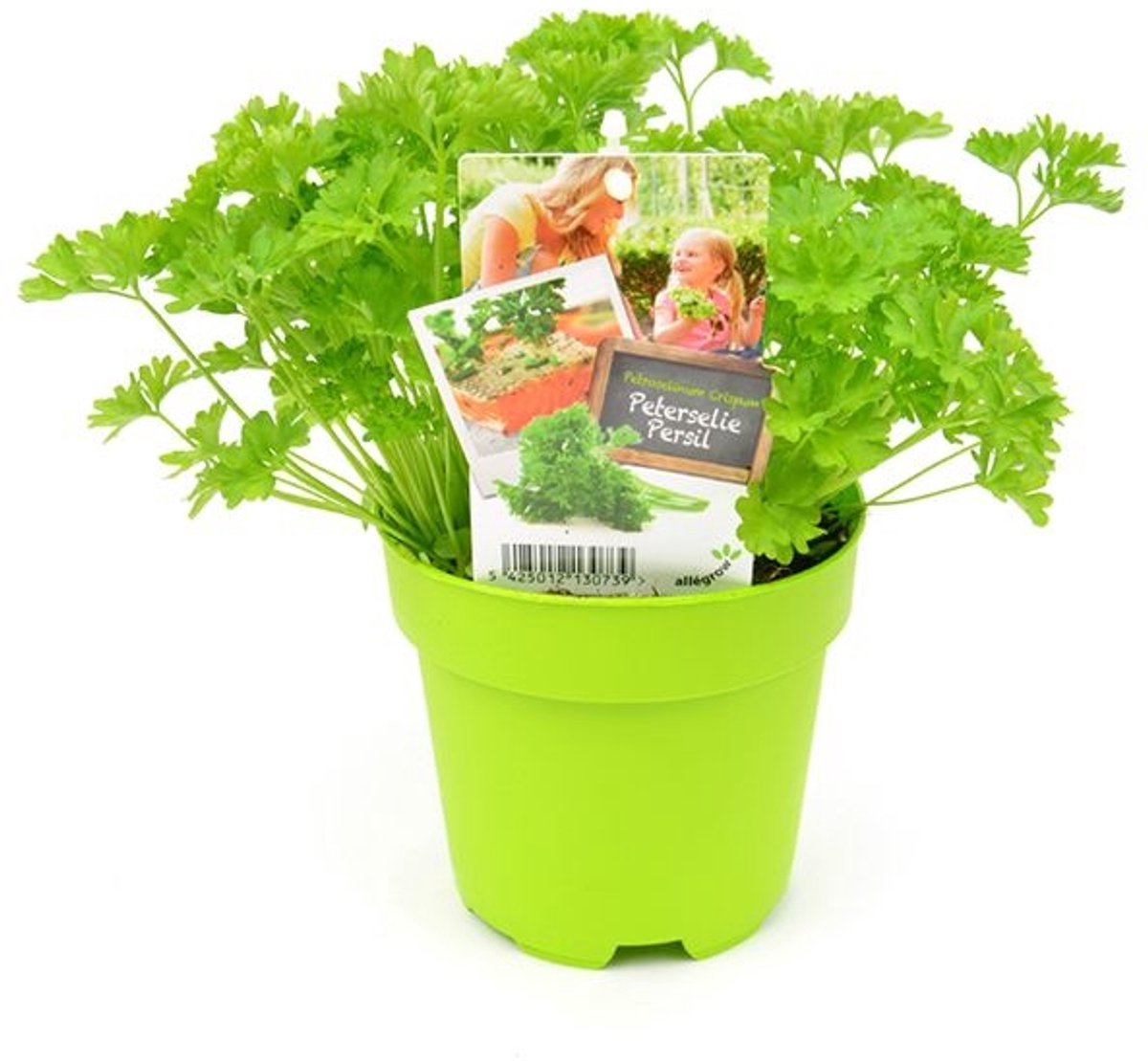 JUNAVERA Krulpeterselie plant (Petroselinum crispum) | ca. 12 cm hoog bij levering | In 10 cm pot | Frisgroen keukenkruid voor tuin en balkon